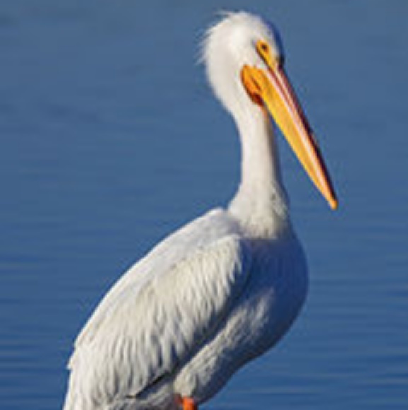 pelicanroost